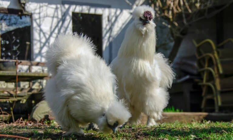 Silkie Chicken: Everything You Need to Know