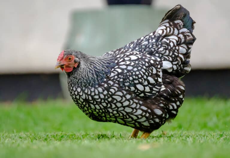 Silver Laced Wyandotte: Everything You Need To Know