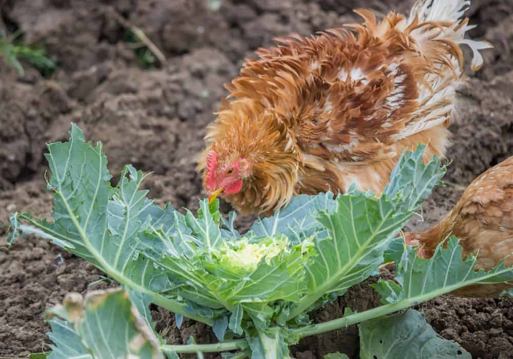 Some Nutritional Benefits of Cabbage for Chickens