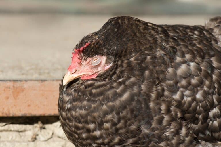 Sour Crop in Chickens: Causes, Symptoms And Prevention