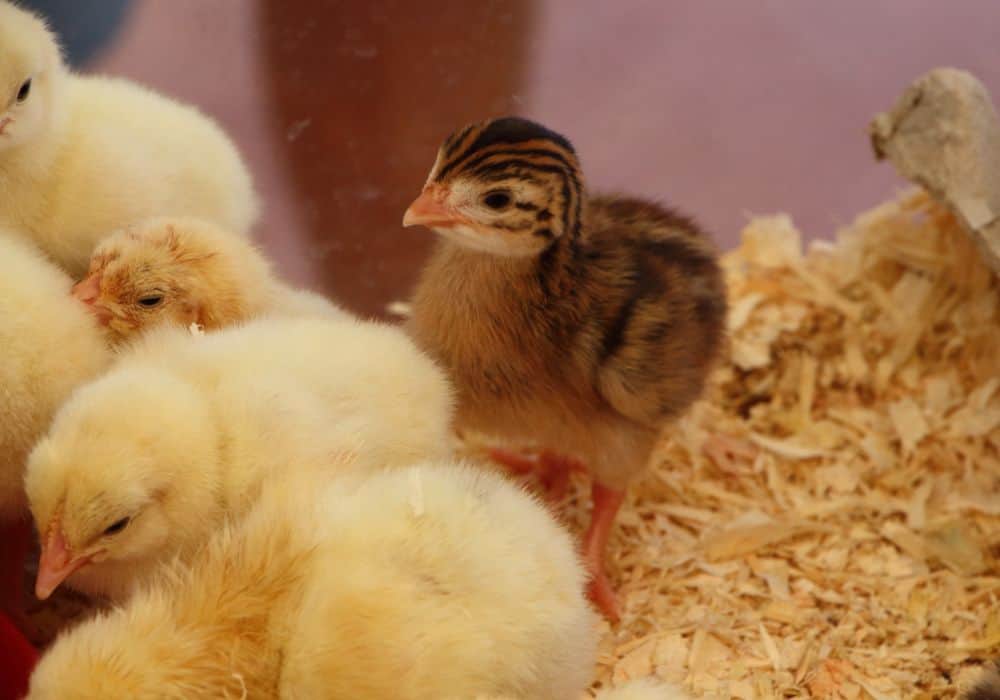 Special Situations and Considerations When Caring for Baby Chicks