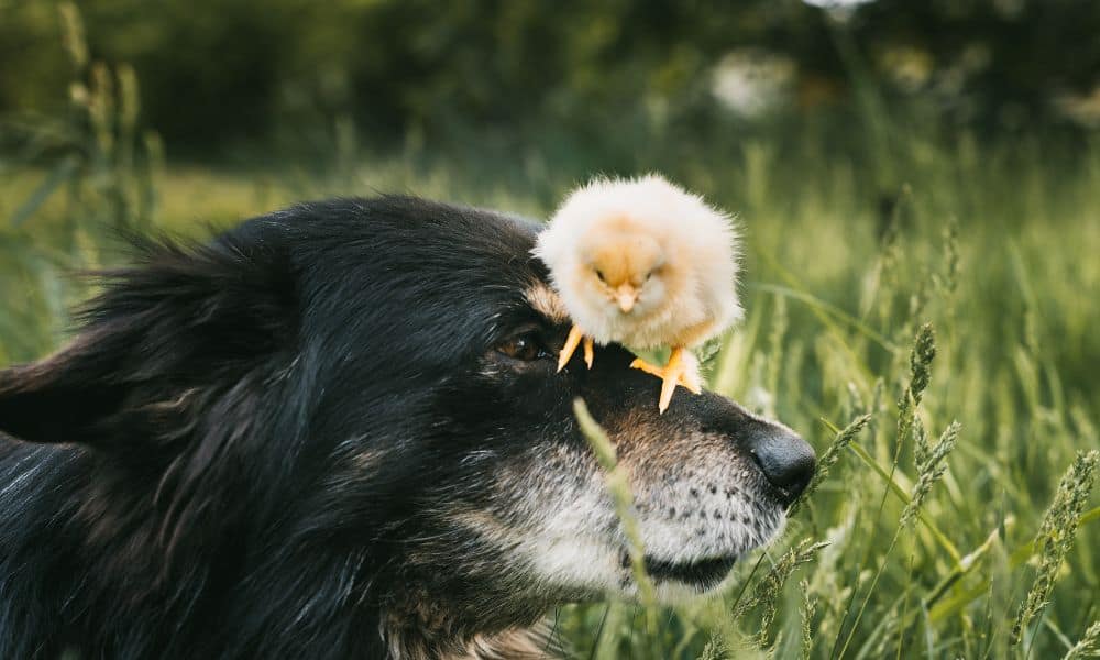 Spending time with chickens can change your mind