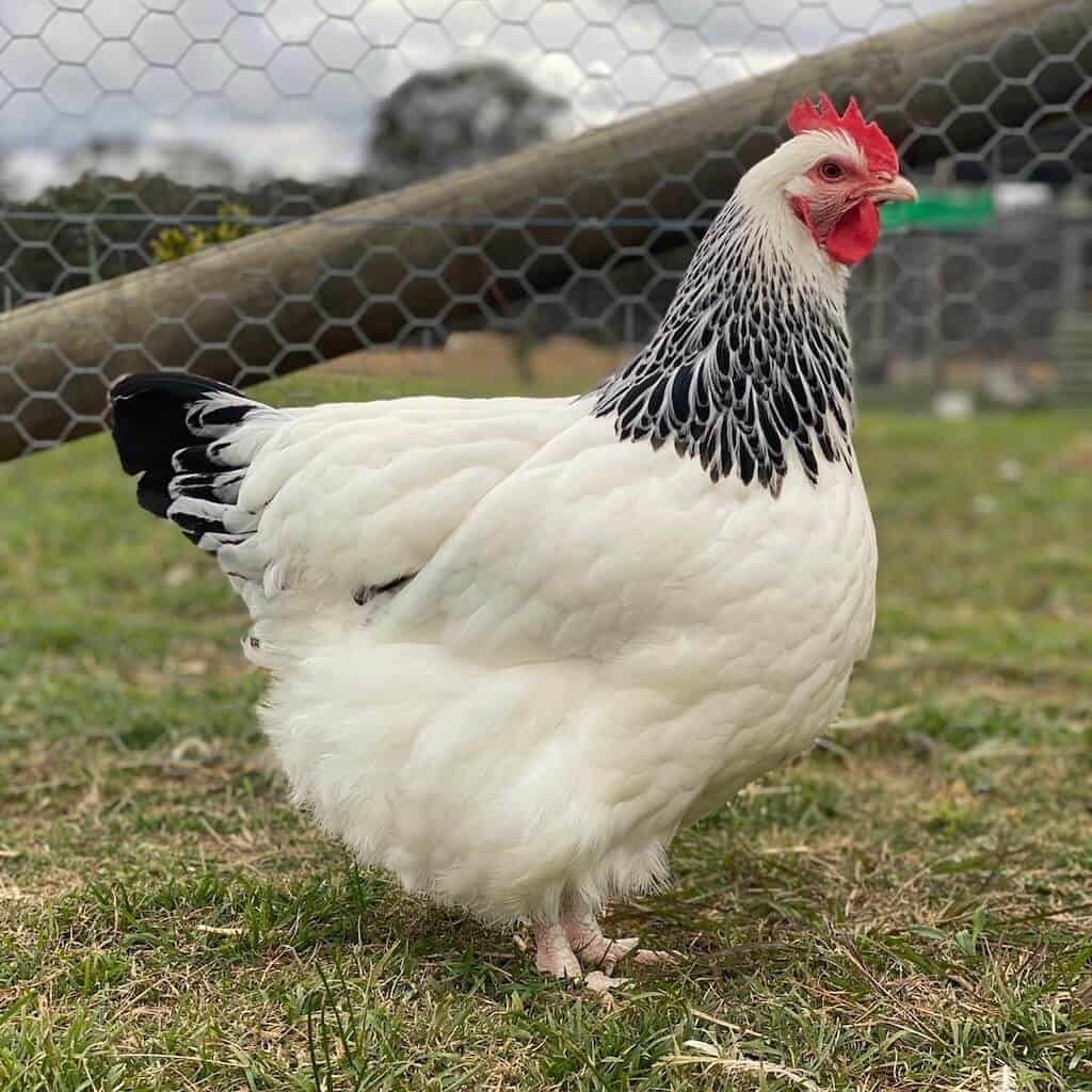 Sussex chickens