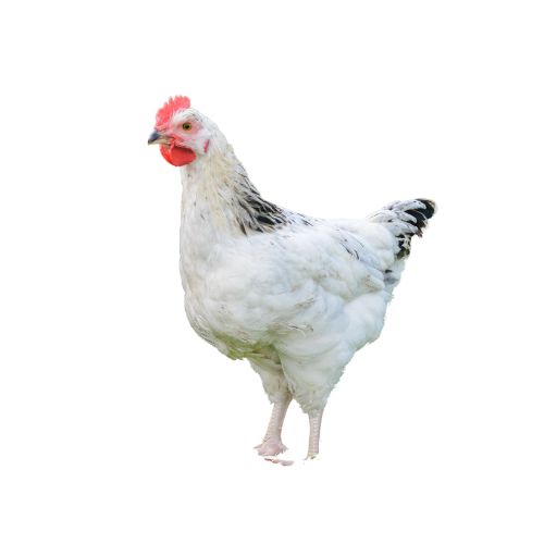 Sussex Chicken Breeds