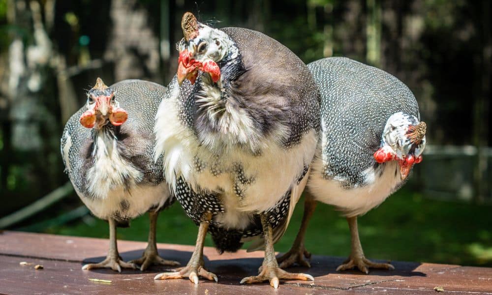 Taming Your Guinea Fowls