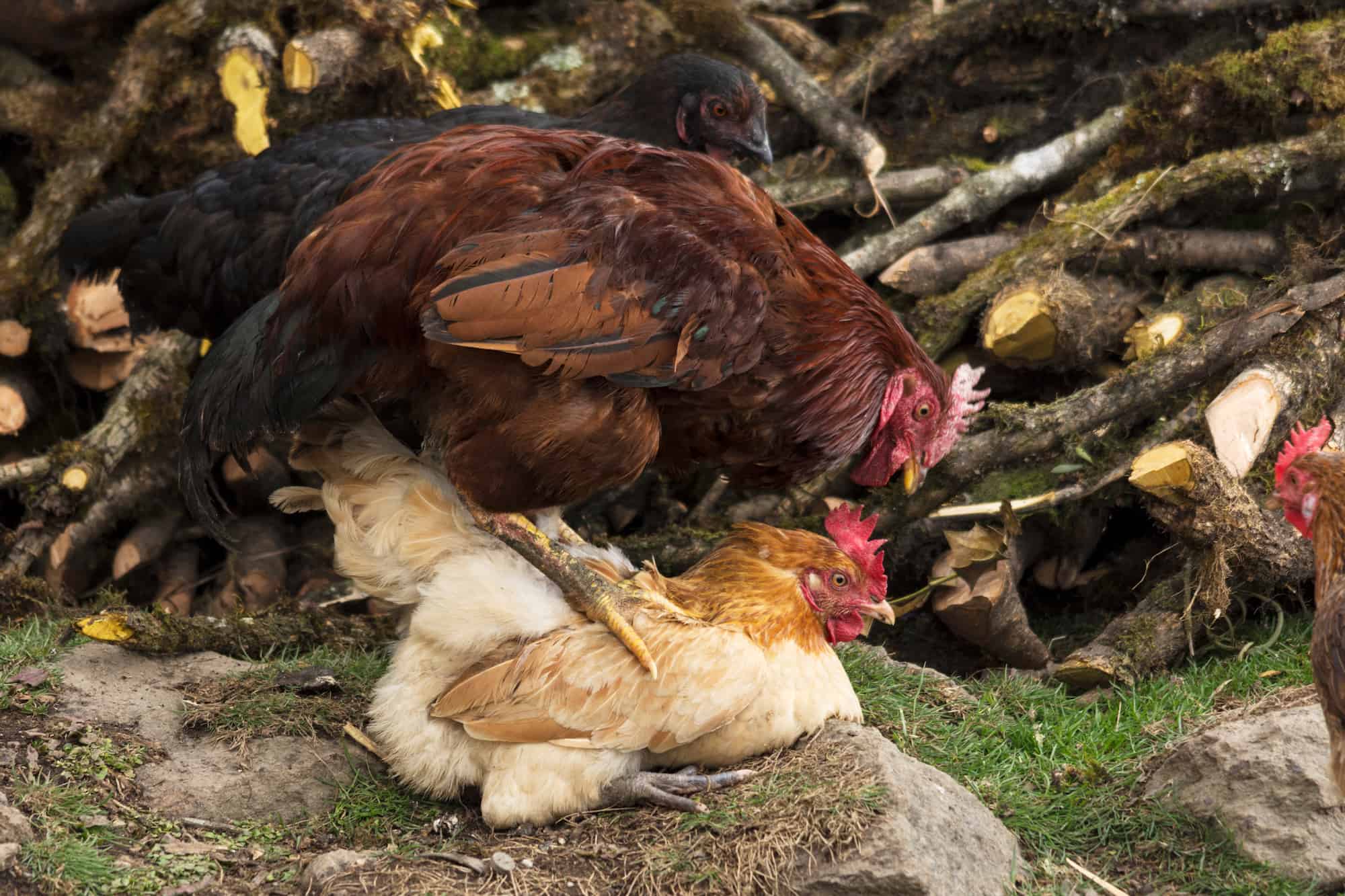 The Basics of Chicken Reproduction