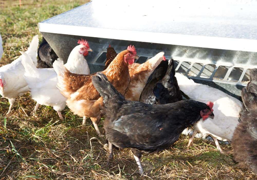 The Benefits of Feeding Asparagus to Your Chicken Flock