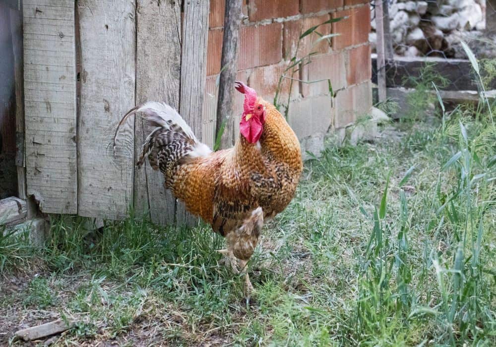 The Benefits of Keeping Roosters in the Flock