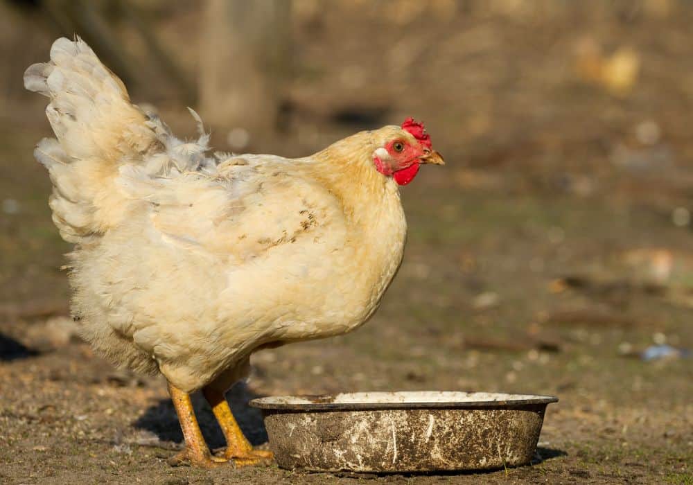 The Benefits of Water to Chickens