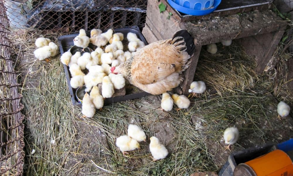 The Classes of Commercial Chickens