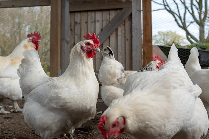 The Mysterious History of the Breese Chicken