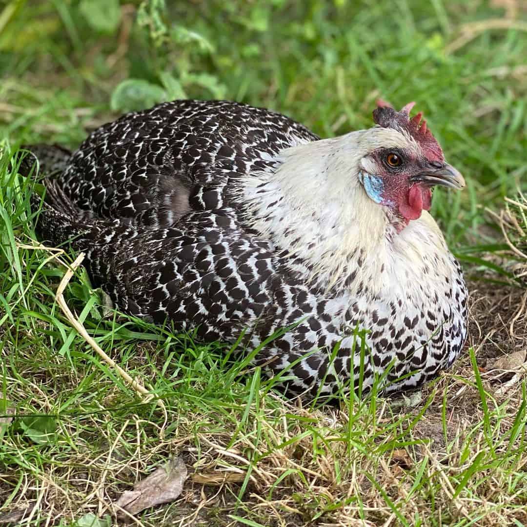 The Origins of the Campine Chickens