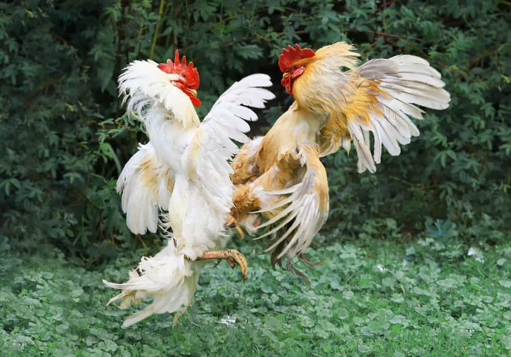 The Root of Rooster Aggression