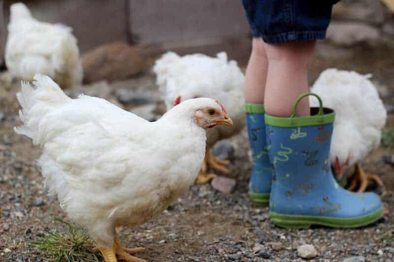 Things to Consider Before Raising Meat Chickens
