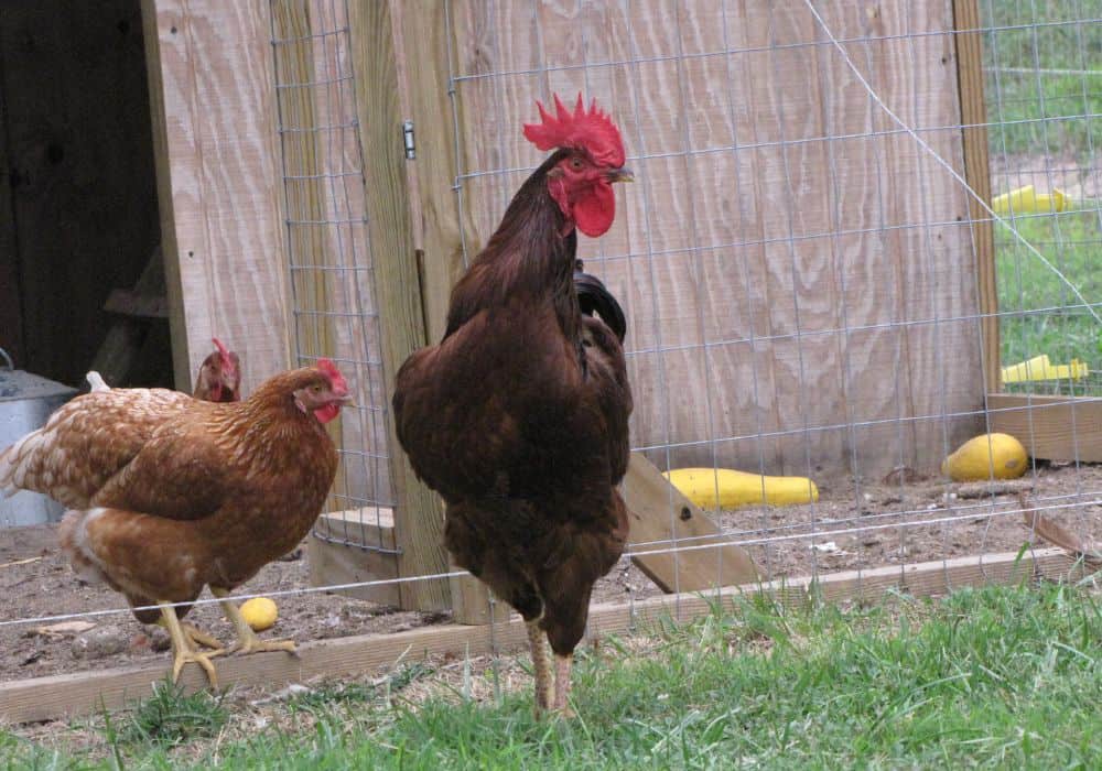 Things to consider before getting a rooster