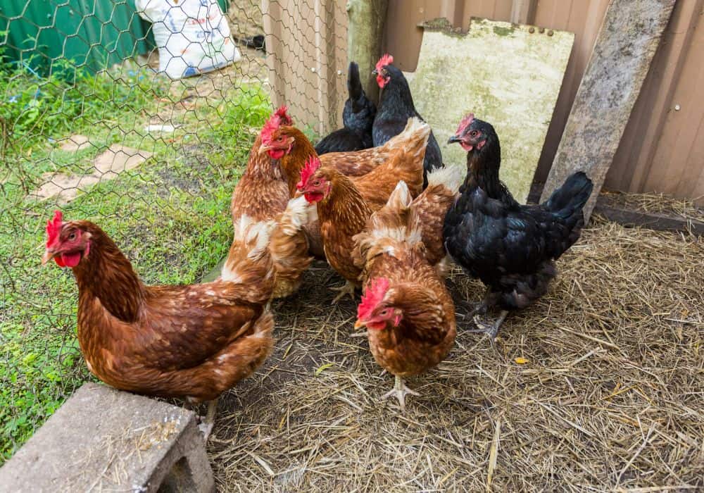 Things to consider when choosing a chicken dewormer
