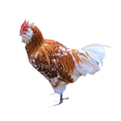 Thuringian Chicken Breeds