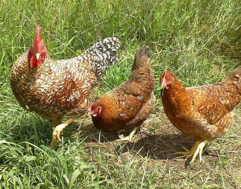Tips to Care for Rhodebar Chickens