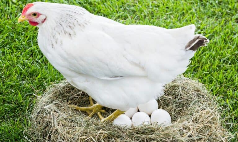 Top 10 Chicken Breeds that Lay White Eggs (with Pictures)