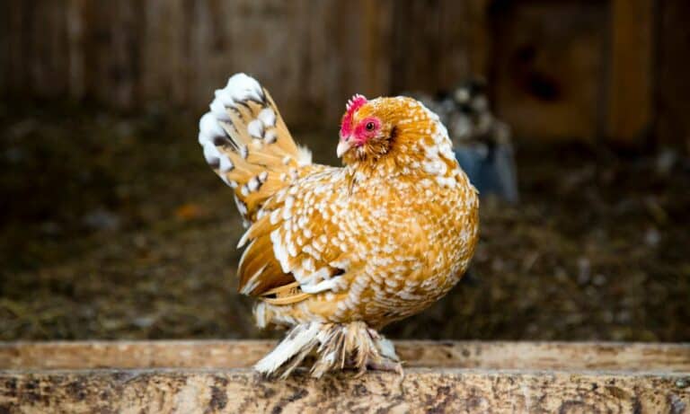 Top 10 Chicken Breeds with Feathered Feet (with Pictures)