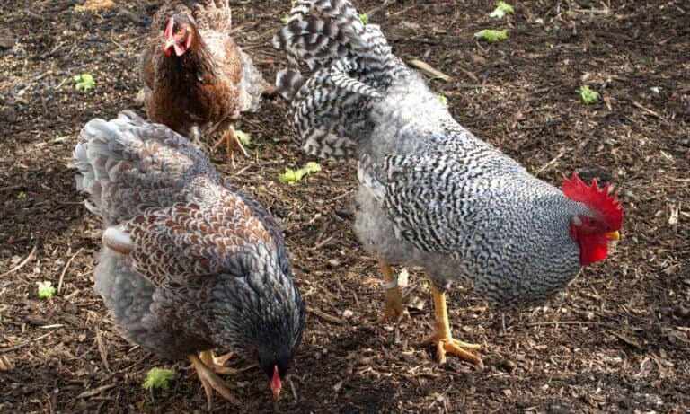 Top 10 Most Expensive Chicken Breeds (with Pictures)