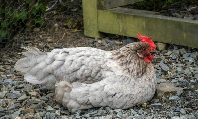 Top 11 Best Broody Chicken Breeds (with Pictures)