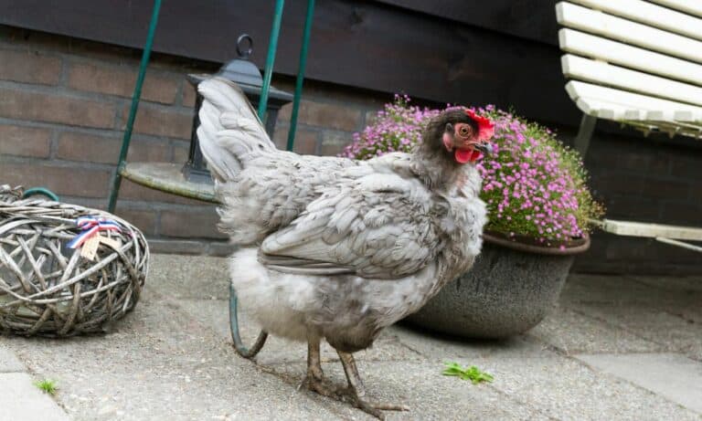 Top 11 Gray Chicken Breeds (with Pictures)