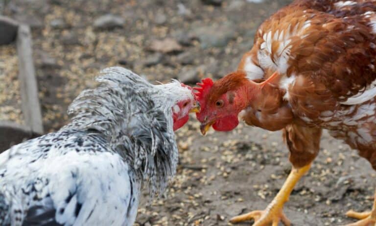 Top 12 Best Fighting Chicken Breeds (with Pictures)