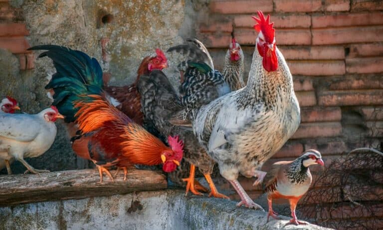 Top 9 Best Rooster Breeds for Your Flock