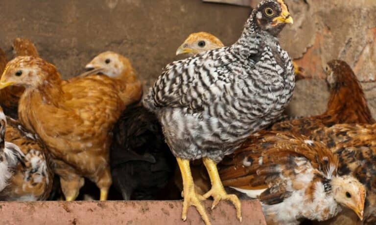 Top 9 Show Chicken Breeds (with Pictures)