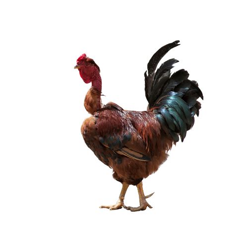 Transylvanian-Naked-Neck Chicken Breeds