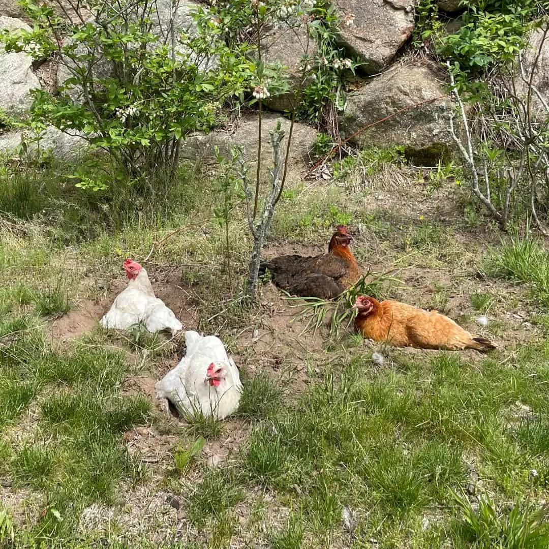 Understanding Natural Behaviors of Chickens