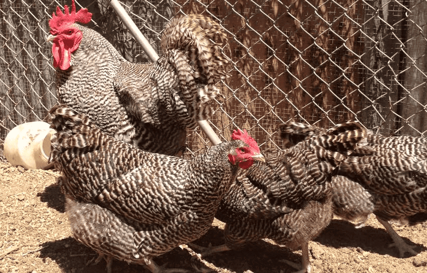 Uses of a Barred Rock Chicken
