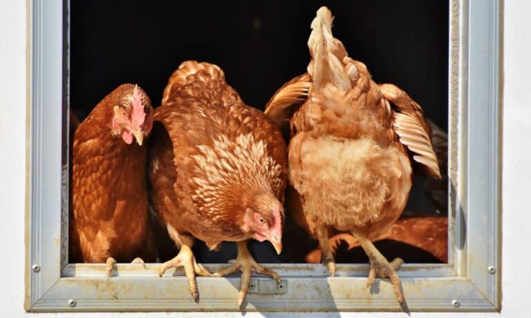 Vent Gleet in Chickens (Prevention & Treatment)