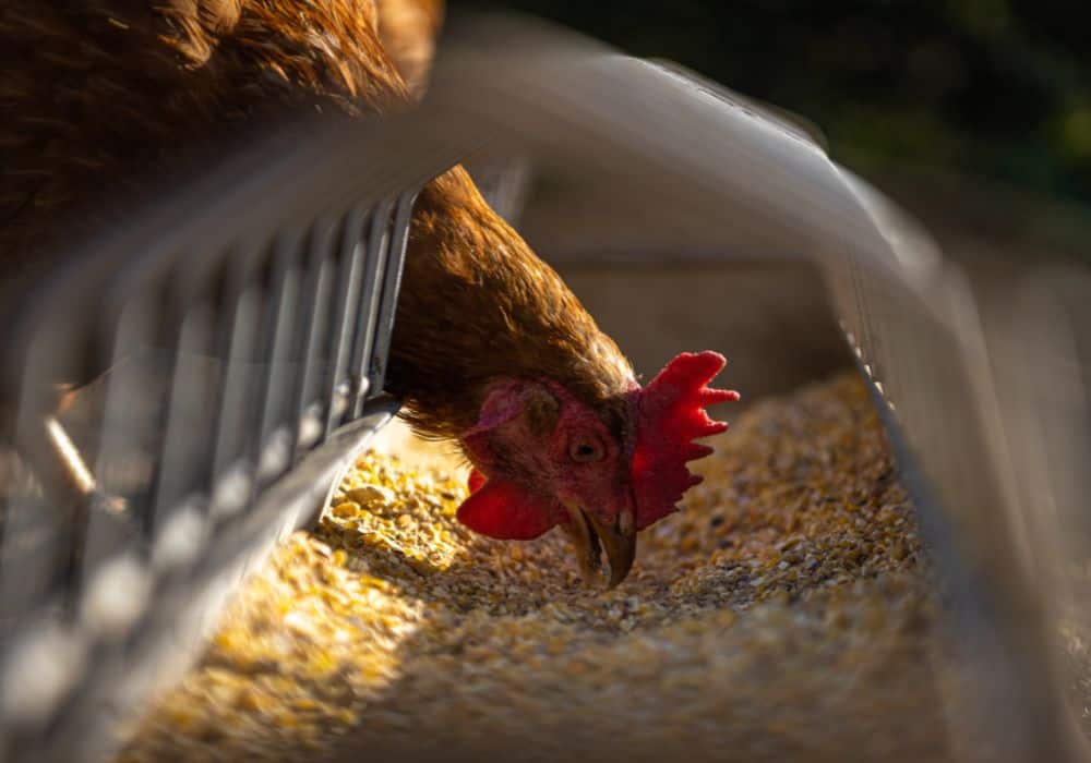 Watch How Your Chickens Eat