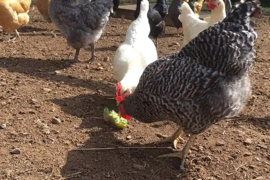Ways to Feed Your Chickens With Kiwi