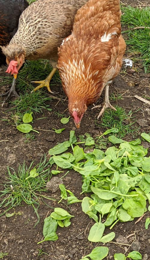 Ways to Feed Your Chickens With Spinach
