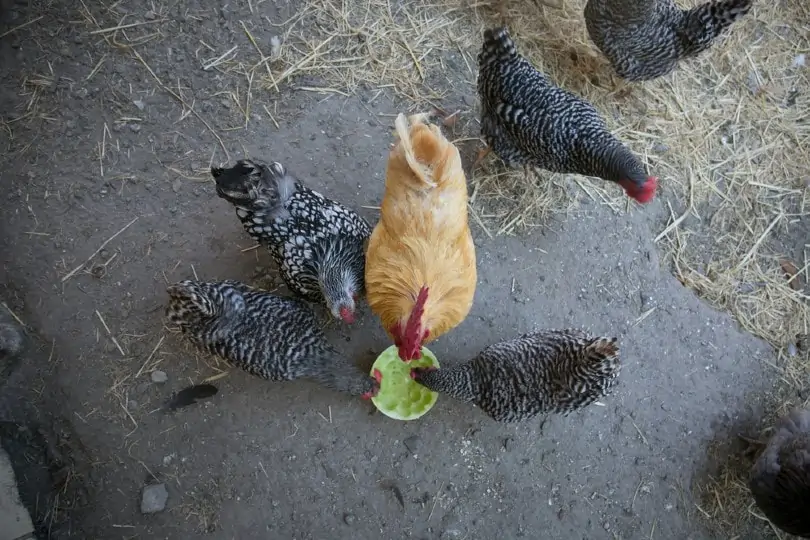 Ways to Feed Your Chickens with Cantaloupe