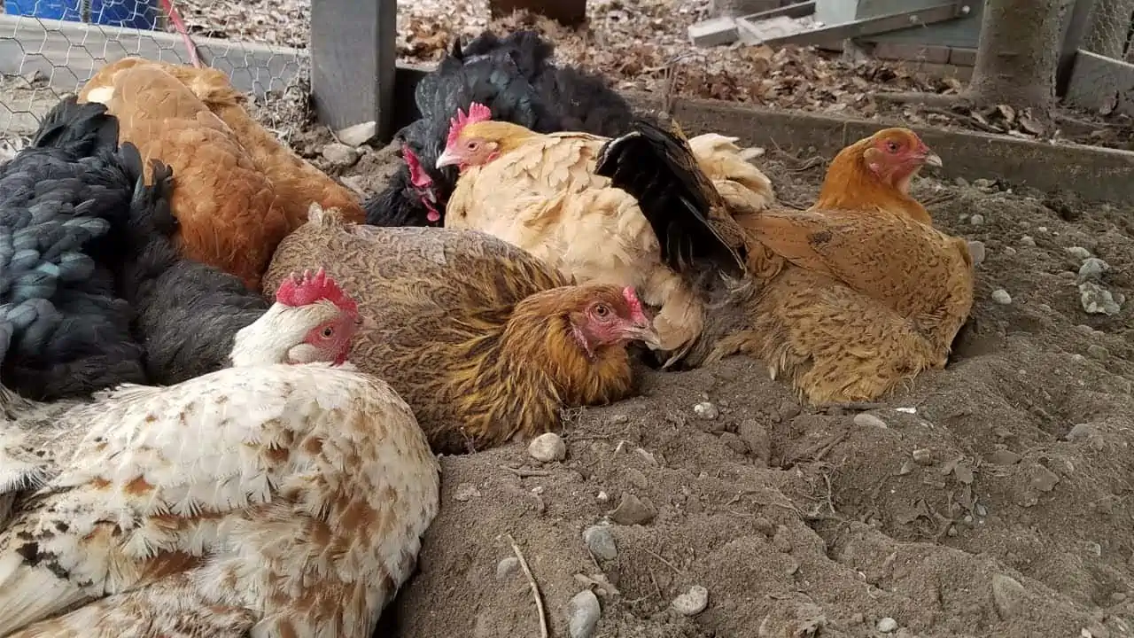 Ways to Stop Chickens from Pecking Each Other