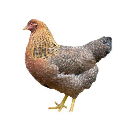 Welbar Chicken Breeds