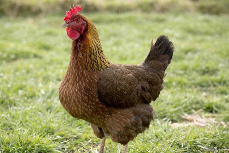 Welsummer Chicken: A Comprehensive Guide