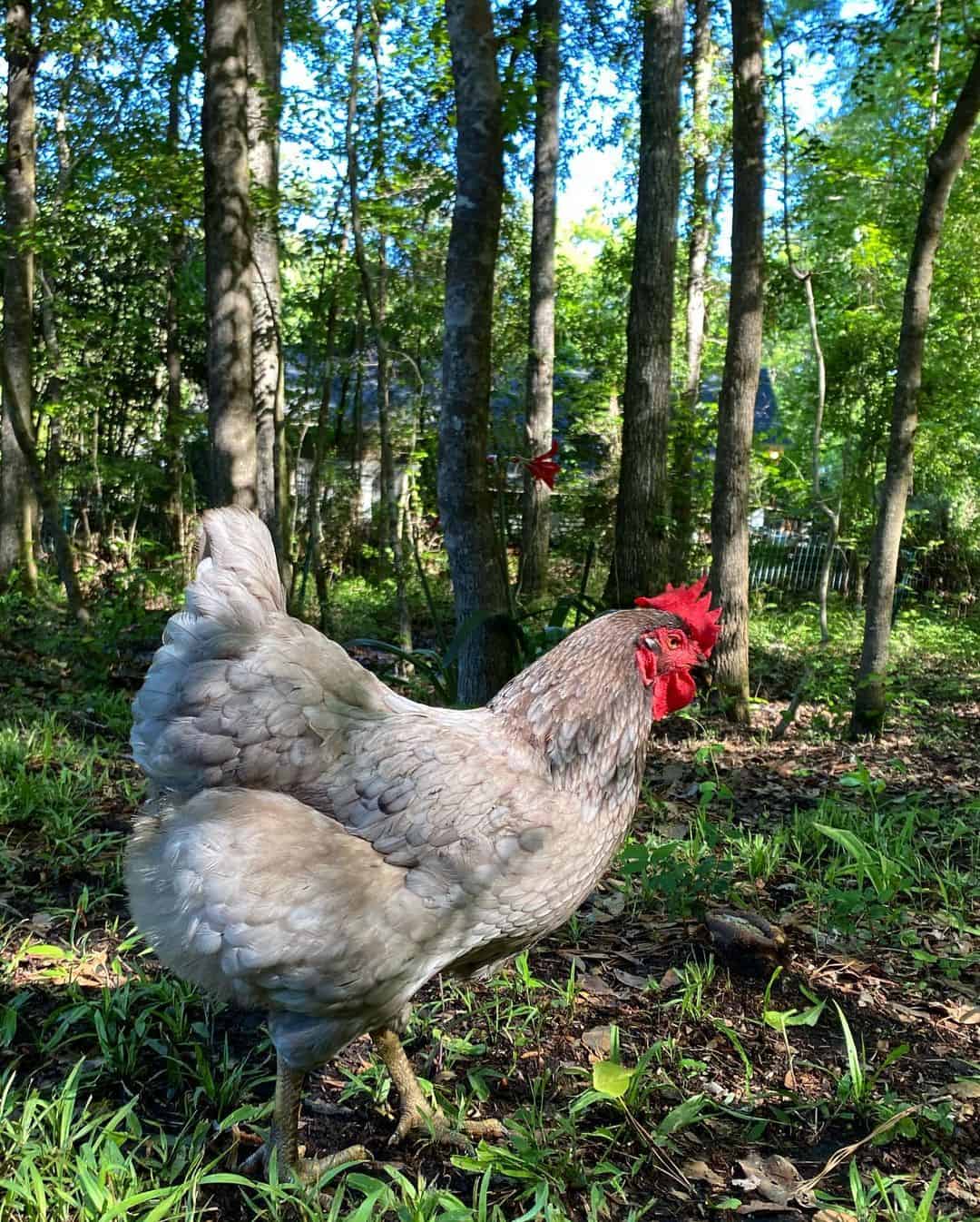 What Are Hybrid Chickens?
