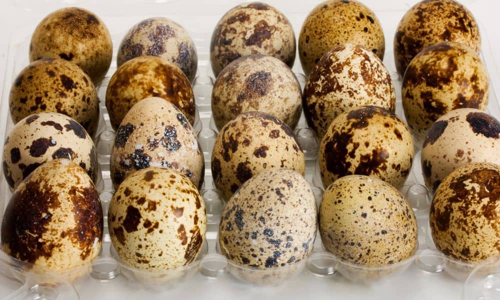 What Are Quail Eggs