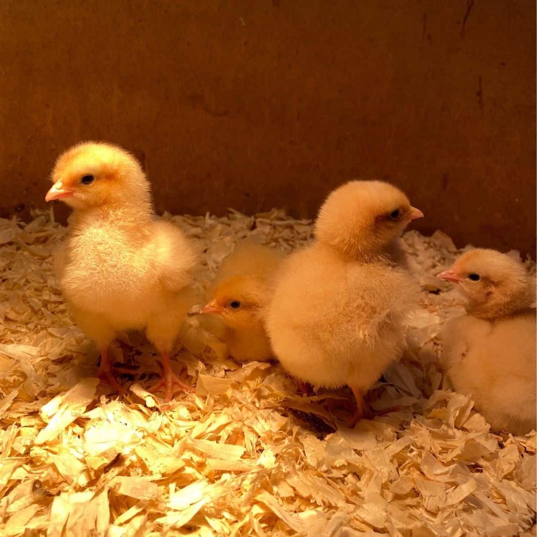 What Are The Best Temperatures for Baby Chicks?