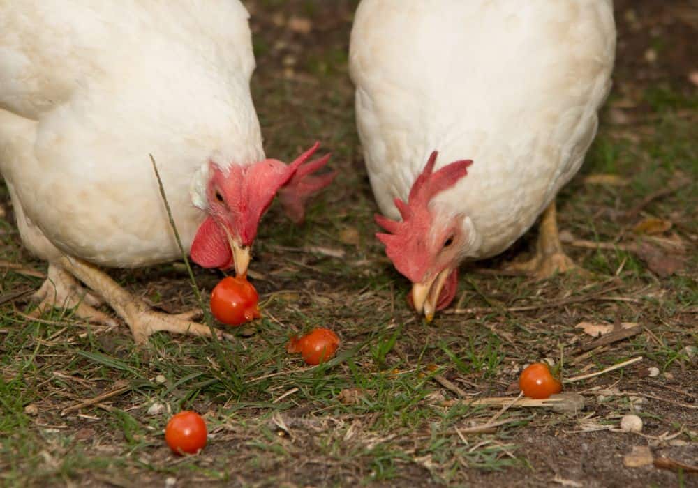 What Chickens Can and Can Not Eat