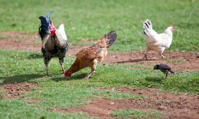 What Do Chickens Eat In the Wild? (10 Things)