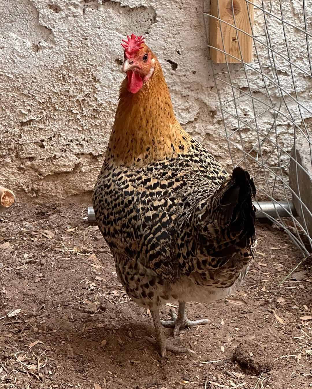 What Do Sicilian Buttercup Chickens Look Like