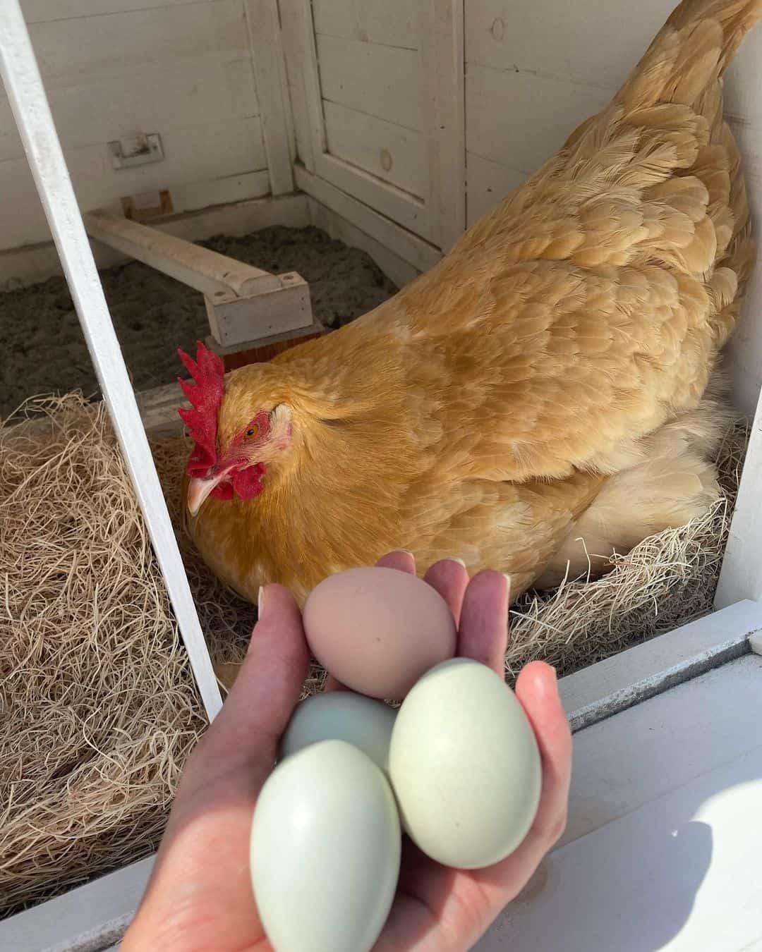 What Egg Colors Come From Which Breeds?