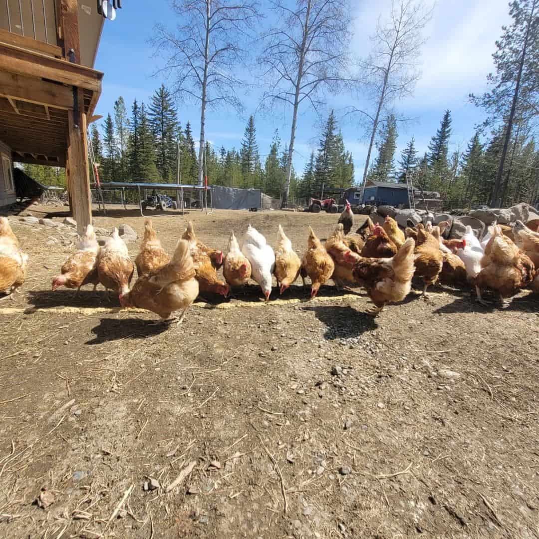 What Else Can You Feed Chickens?
