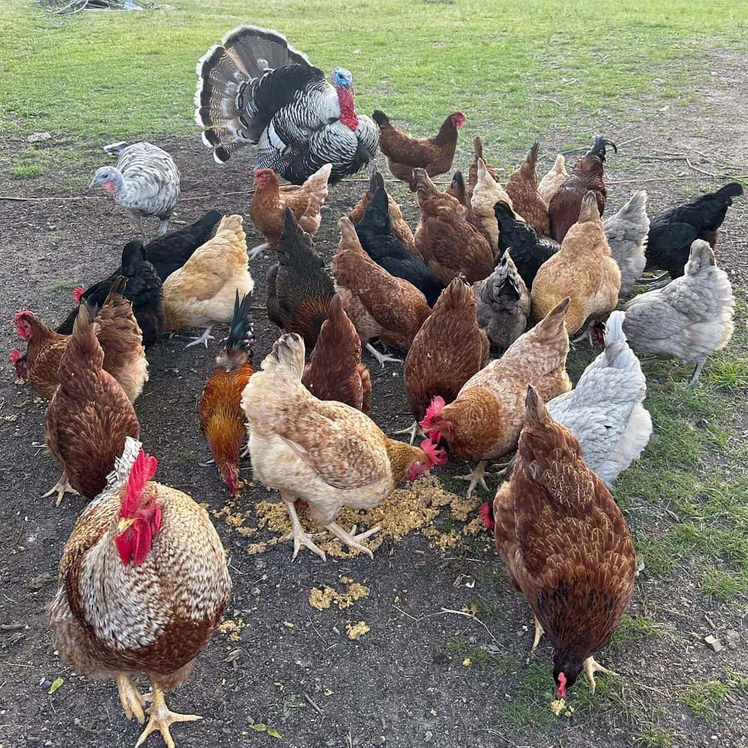 What Foods Should I Avoid Giving to Chickens?